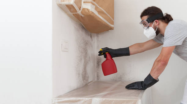 Professional Basement Mold Removal technician working in Spring City, TN