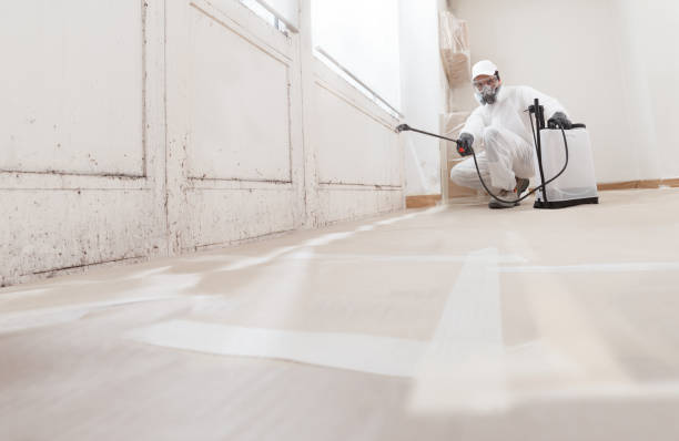 24/7 Emergency Basement Mold Removal experts in Spring City, TN