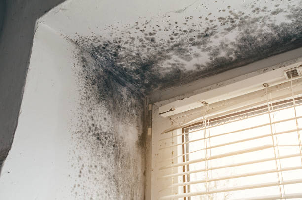 Affordable Basement Mold Removal solutions in Spring City, TN