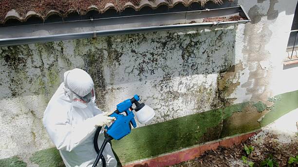 Top rated local Basement Mold Removal specialists in Spring City, TN